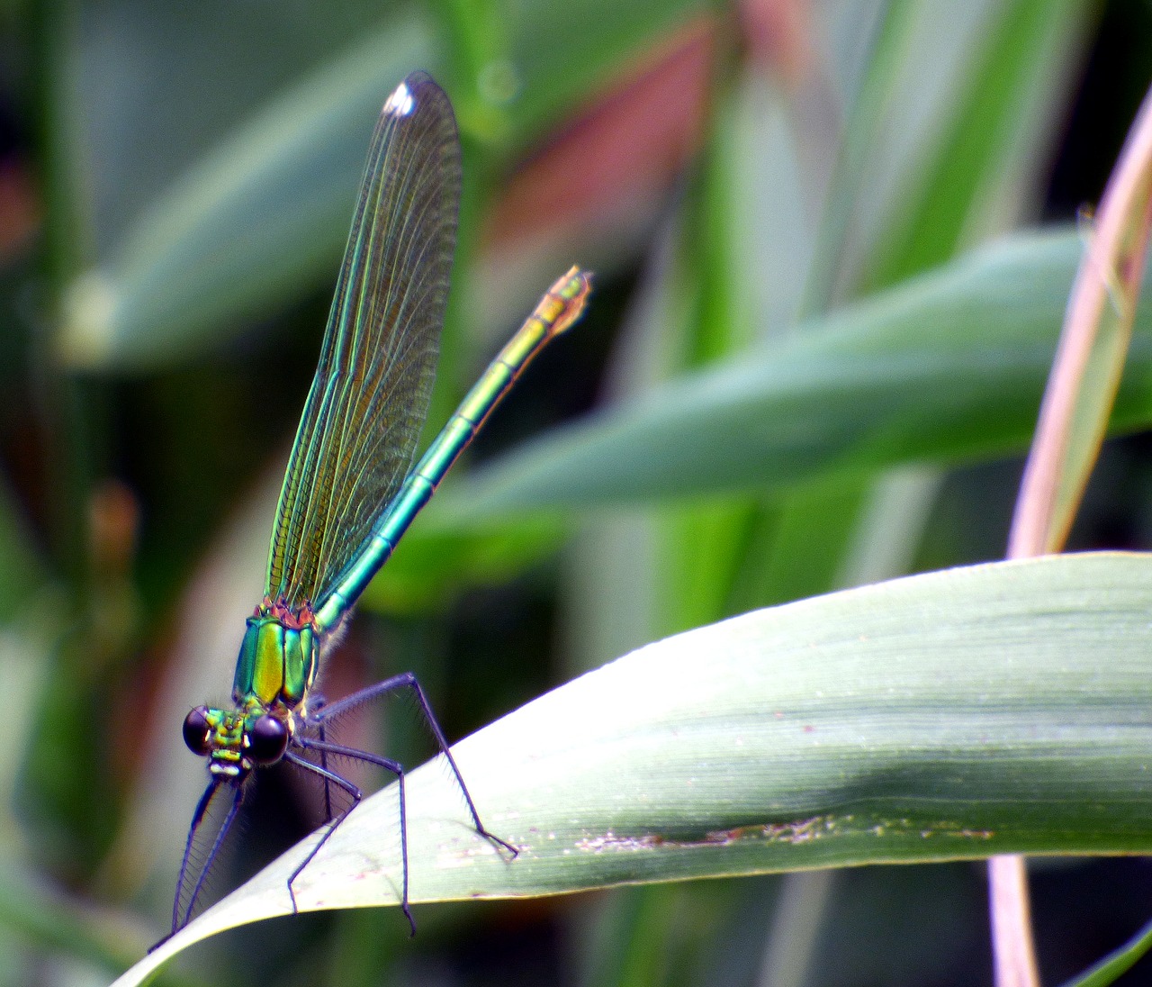 demoiselle dragonfly nature free photo