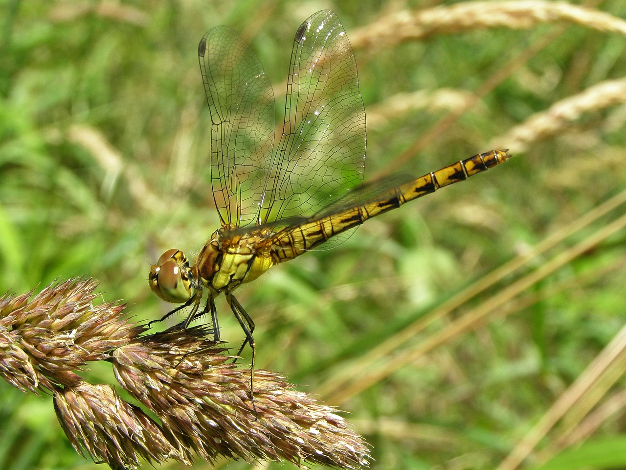 demoiselle in the grass free photo