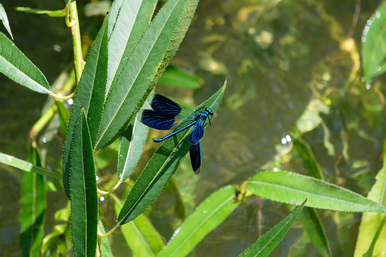 demoiselle insect blue free photo