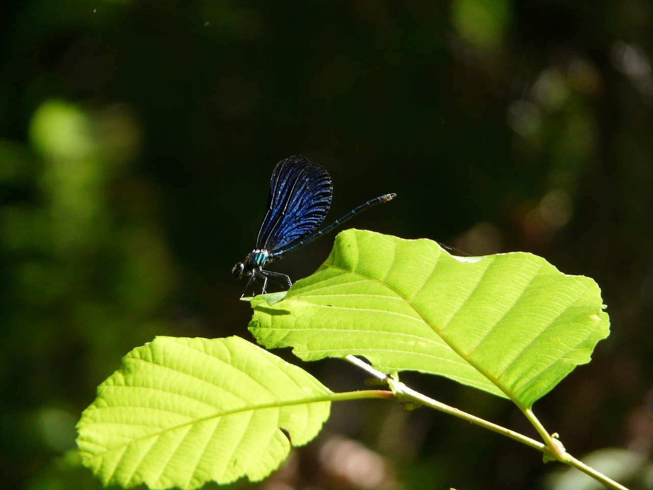demoiselle nature insect free photo