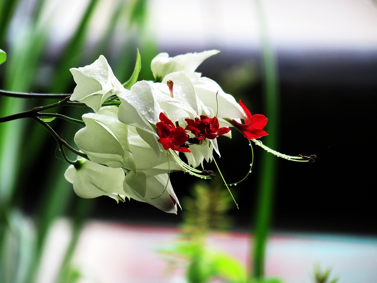 den delon plants white flower free photo