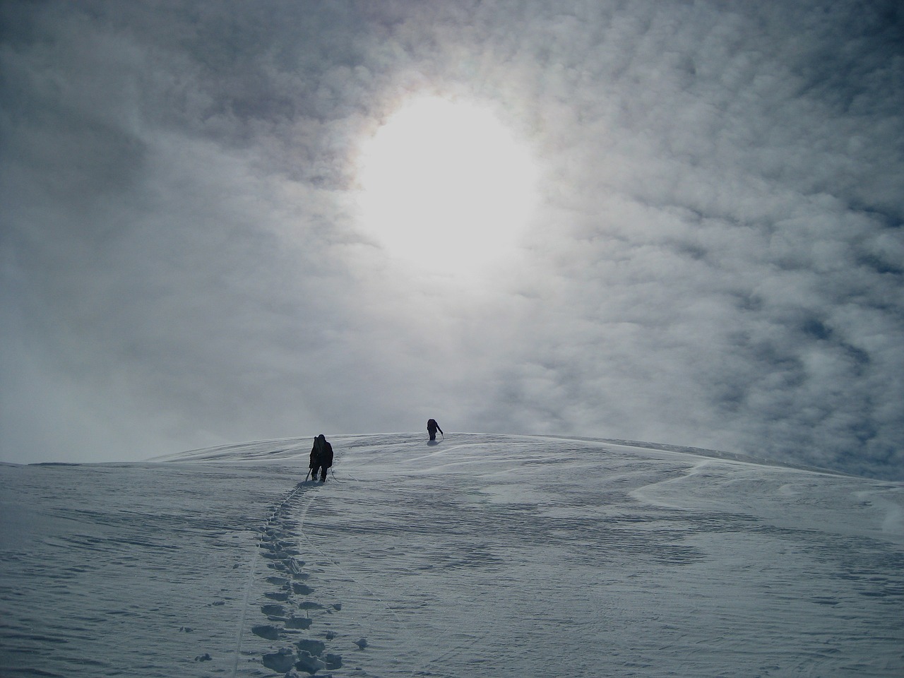 denali national park alaska winter free photo
