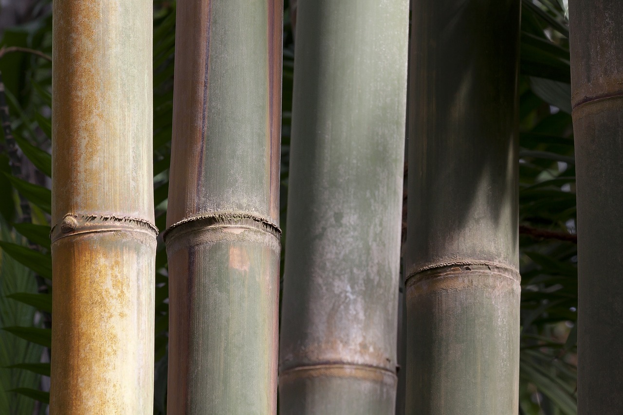 dendrocalamus giganteus bamboo giant bamboo free photo