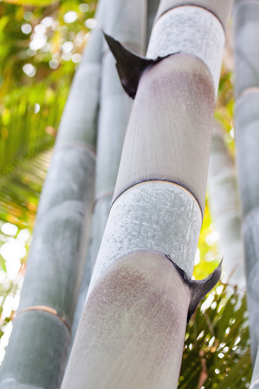 dendrocalamus giganteus bamboo giant bamboo free photo
