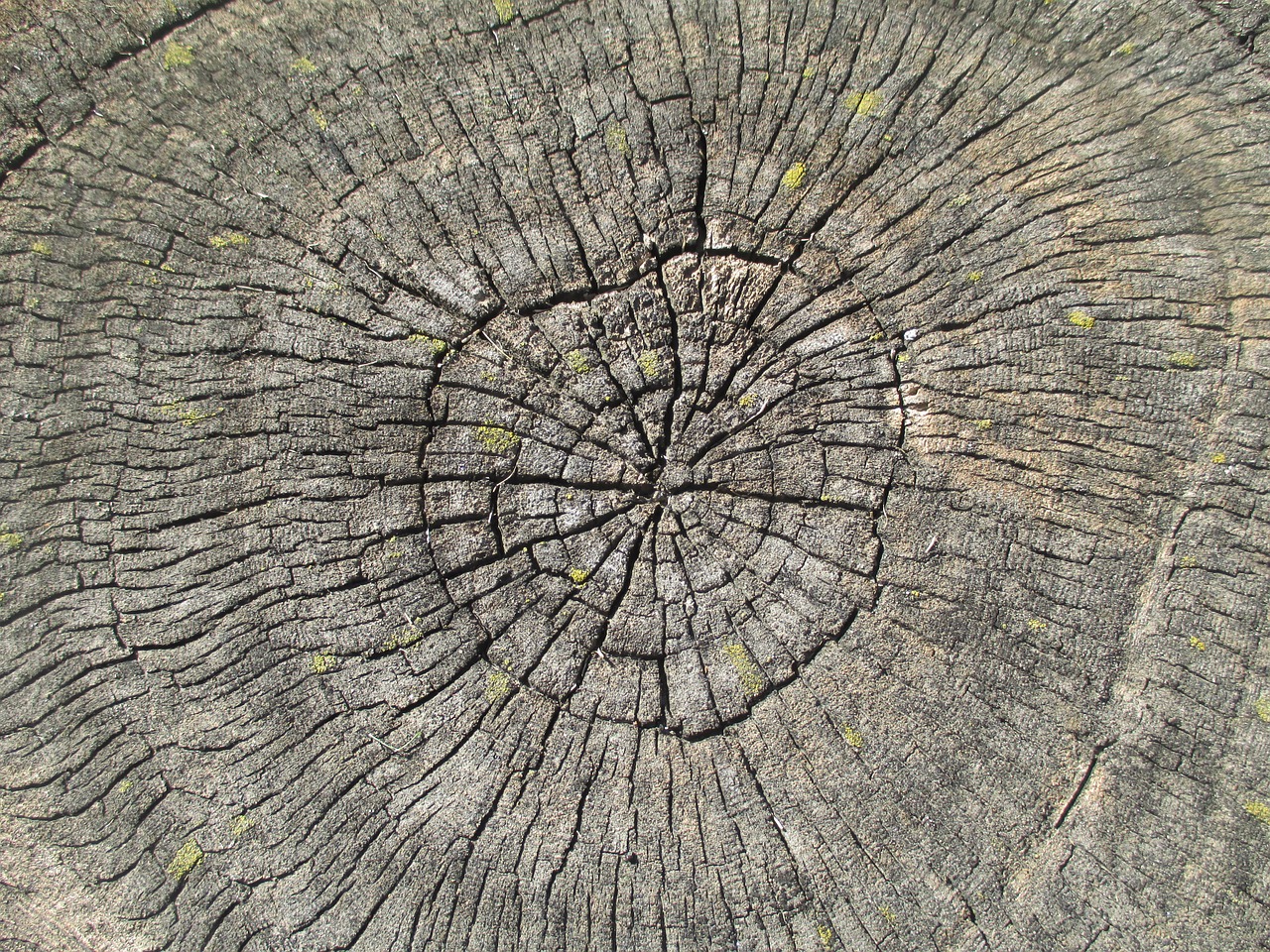 dendrochronology tree rings free photo