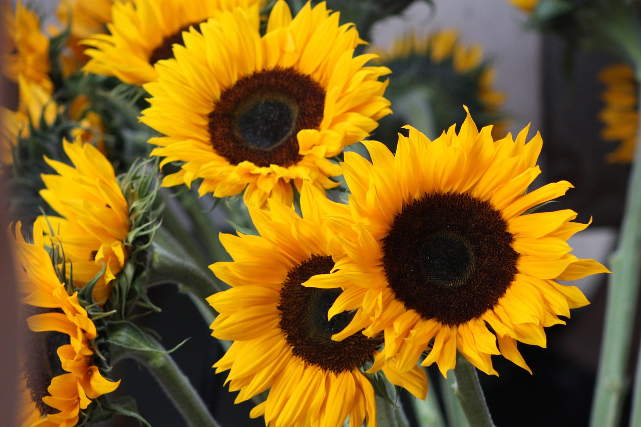 summer sunflower flower free photo