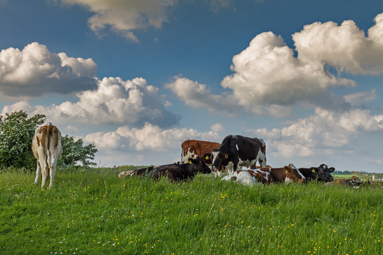 denmark cows pasture free photo