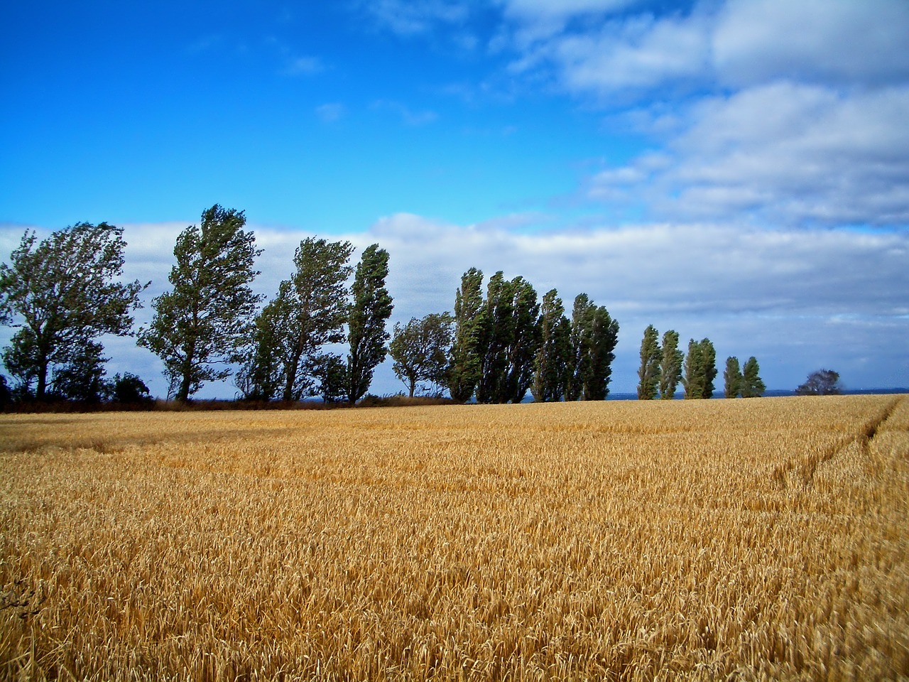 denmark wheat field free photo