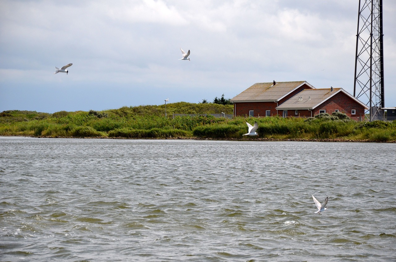 denmark nissum fjord birds free photo