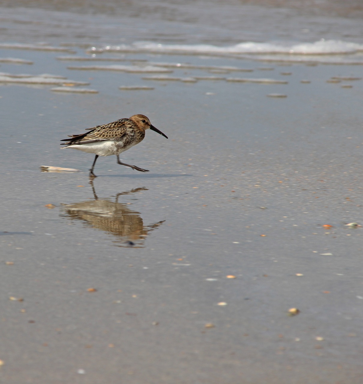 denmark  romo  beach free photo