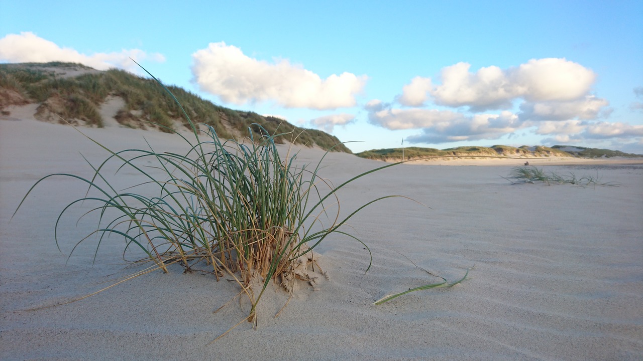 denmark  dunes  sea free photo
