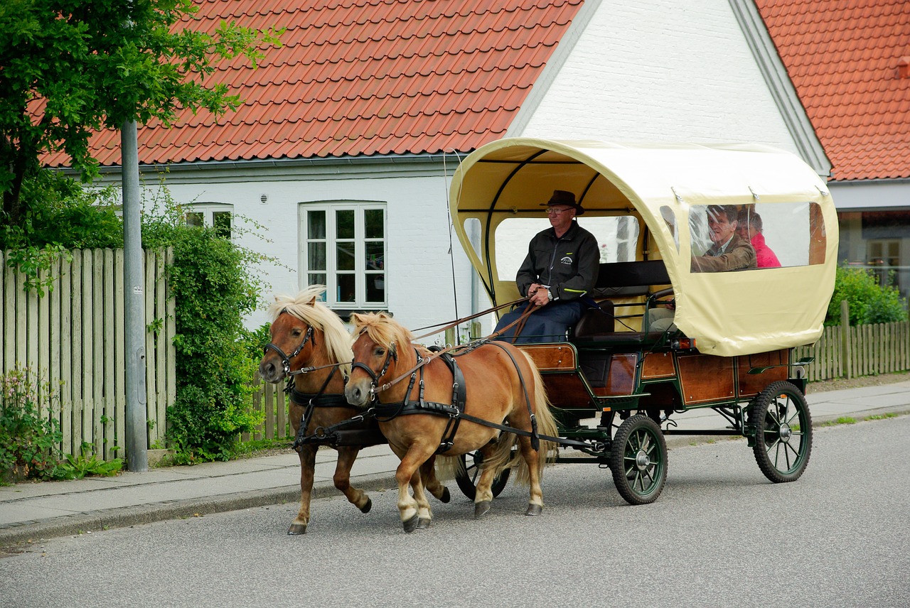 denmark cart ponies free photo