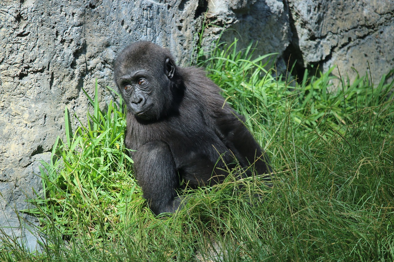 denny gorilla baby free photo