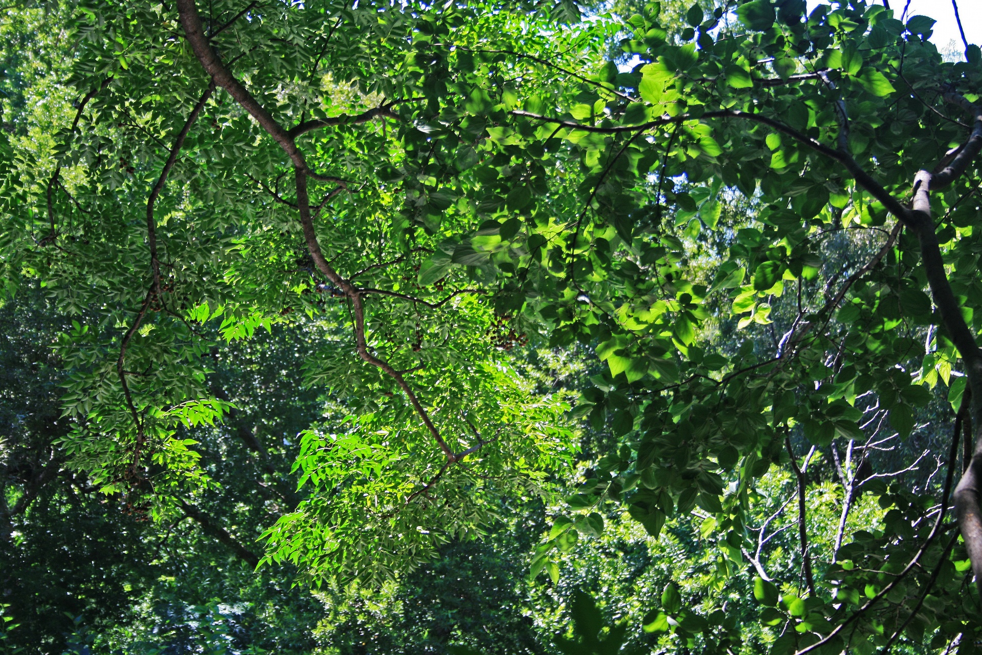 foliage leaves dense free photo