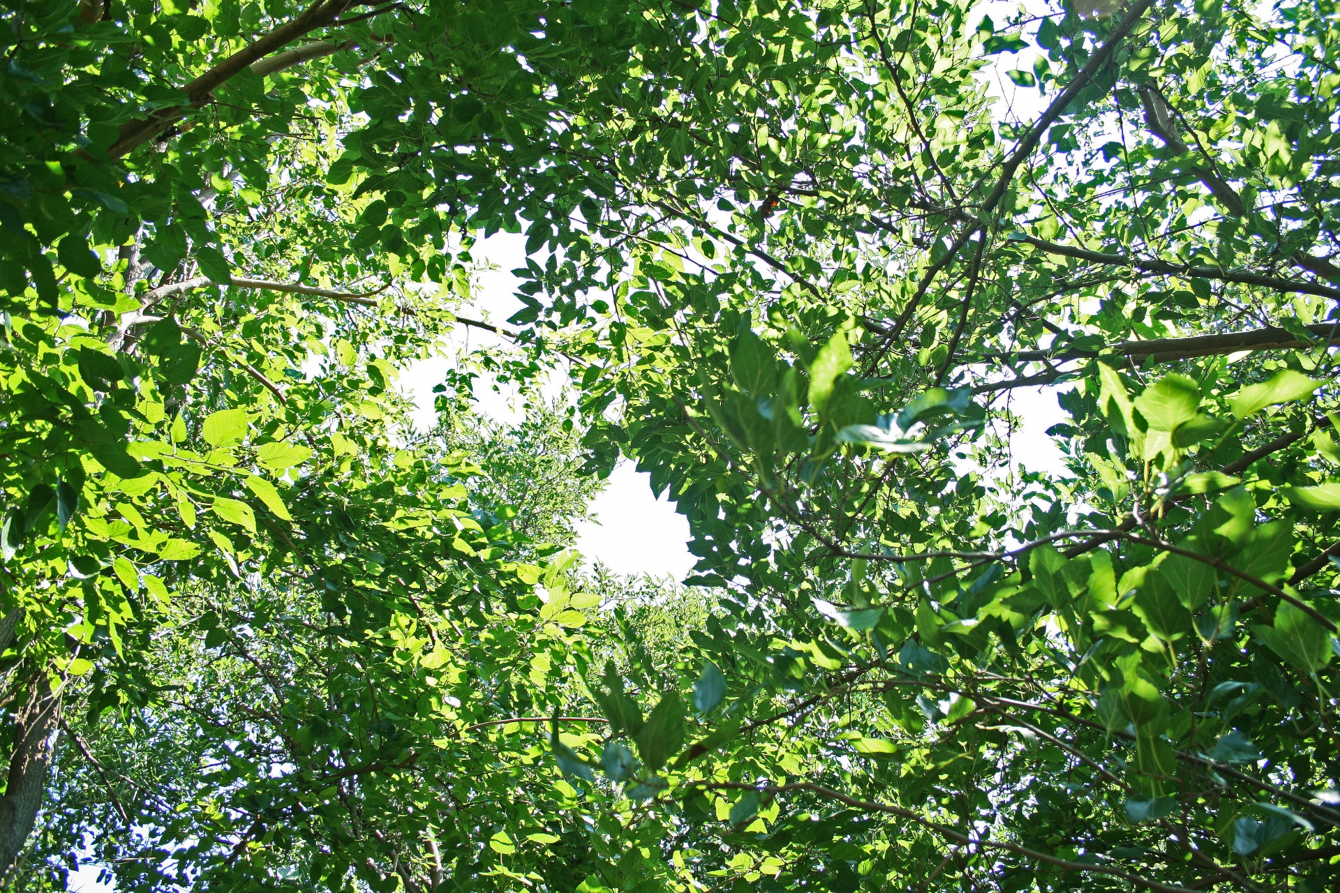 leaves foliage greew free photo