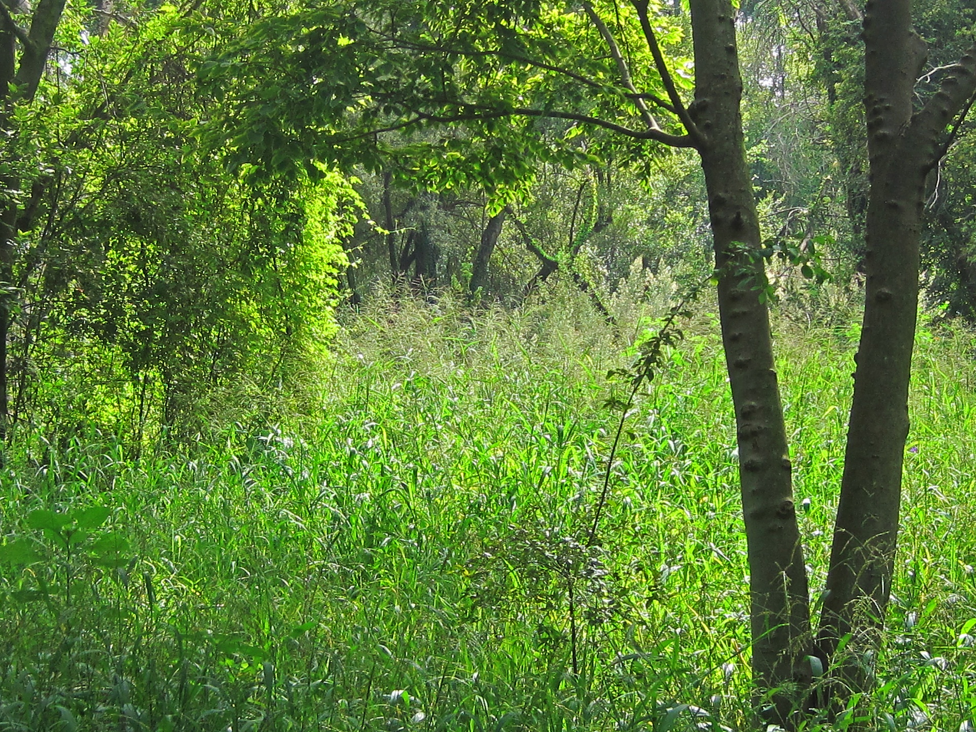 tree vegetation shrubs free photo