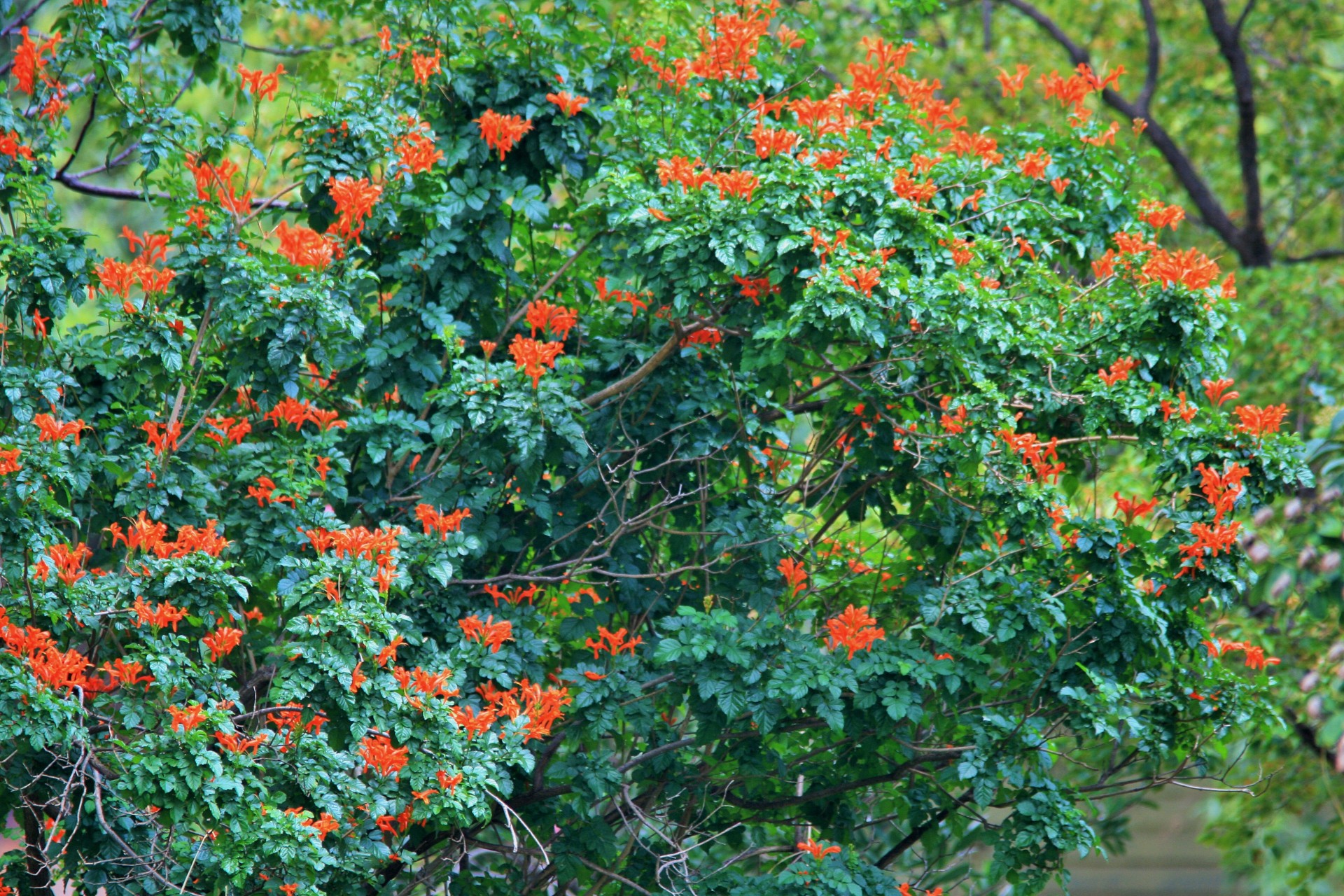 creeper flowers orange free photo
