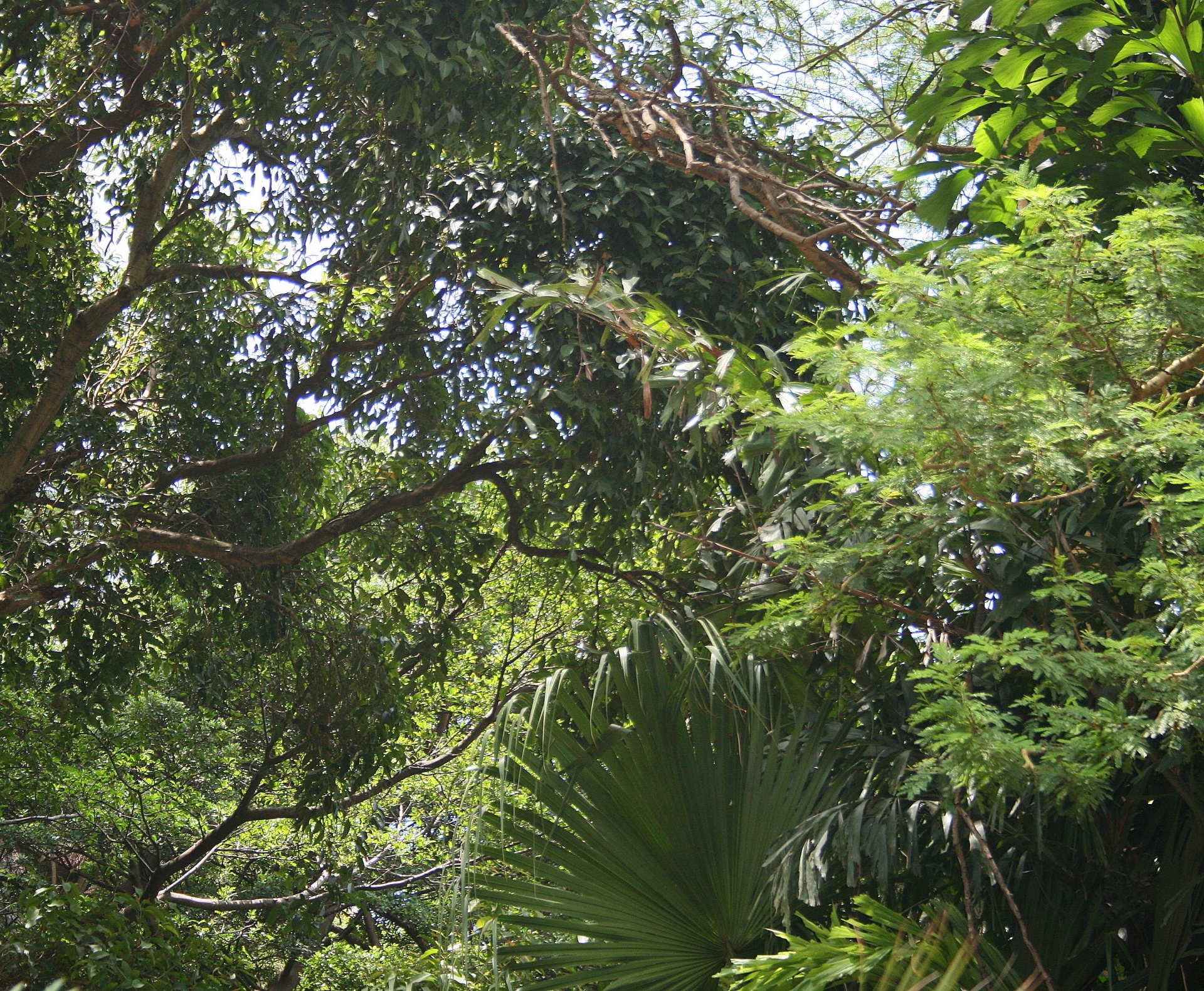 jungle garden subtropical palms free photo