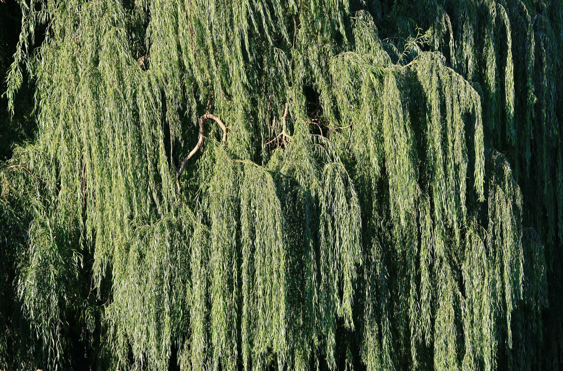 willow tree boughs free photo