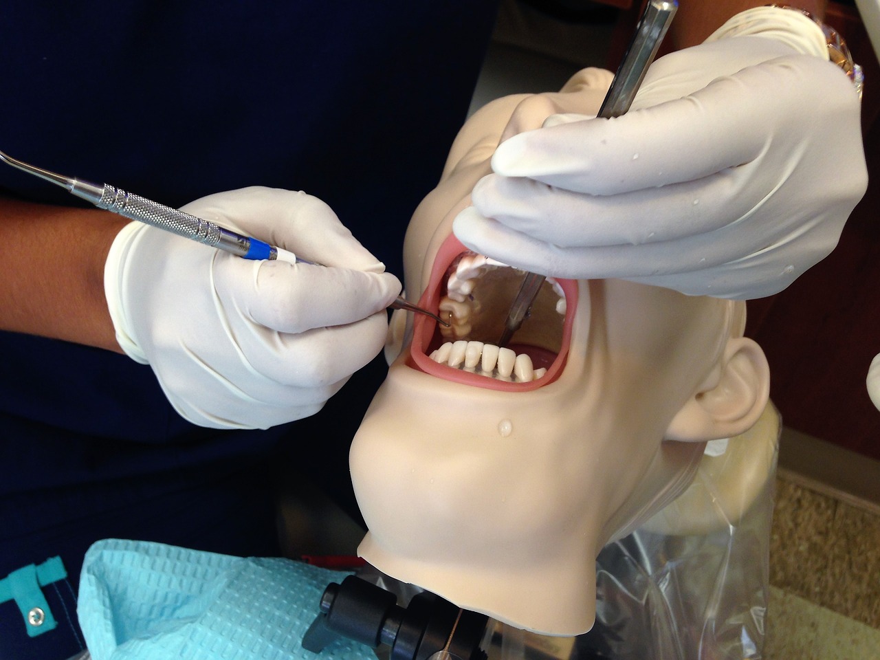 dental assisting  mannequin  head free photo