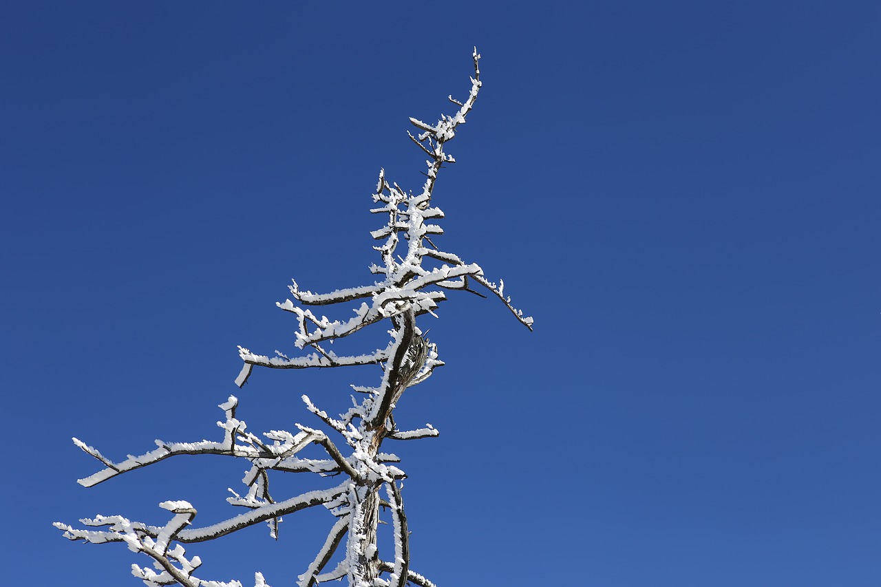 deogyusan snow flower seolcheonbong free photo