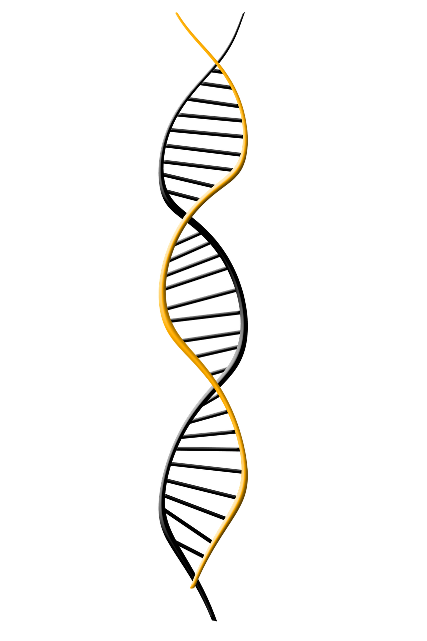 dna deoxyribonucleic acid dns free photo