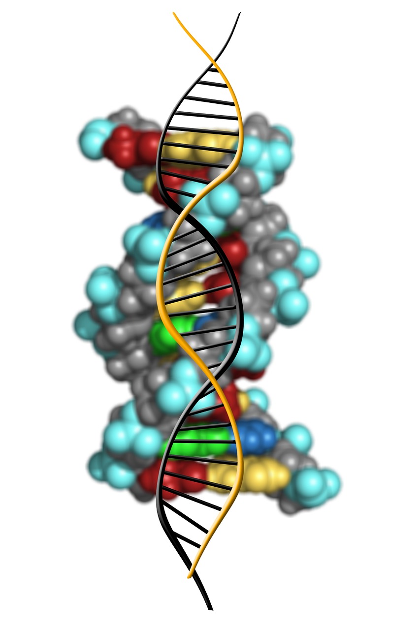 dna deoxyribonucleic acid dns free photo