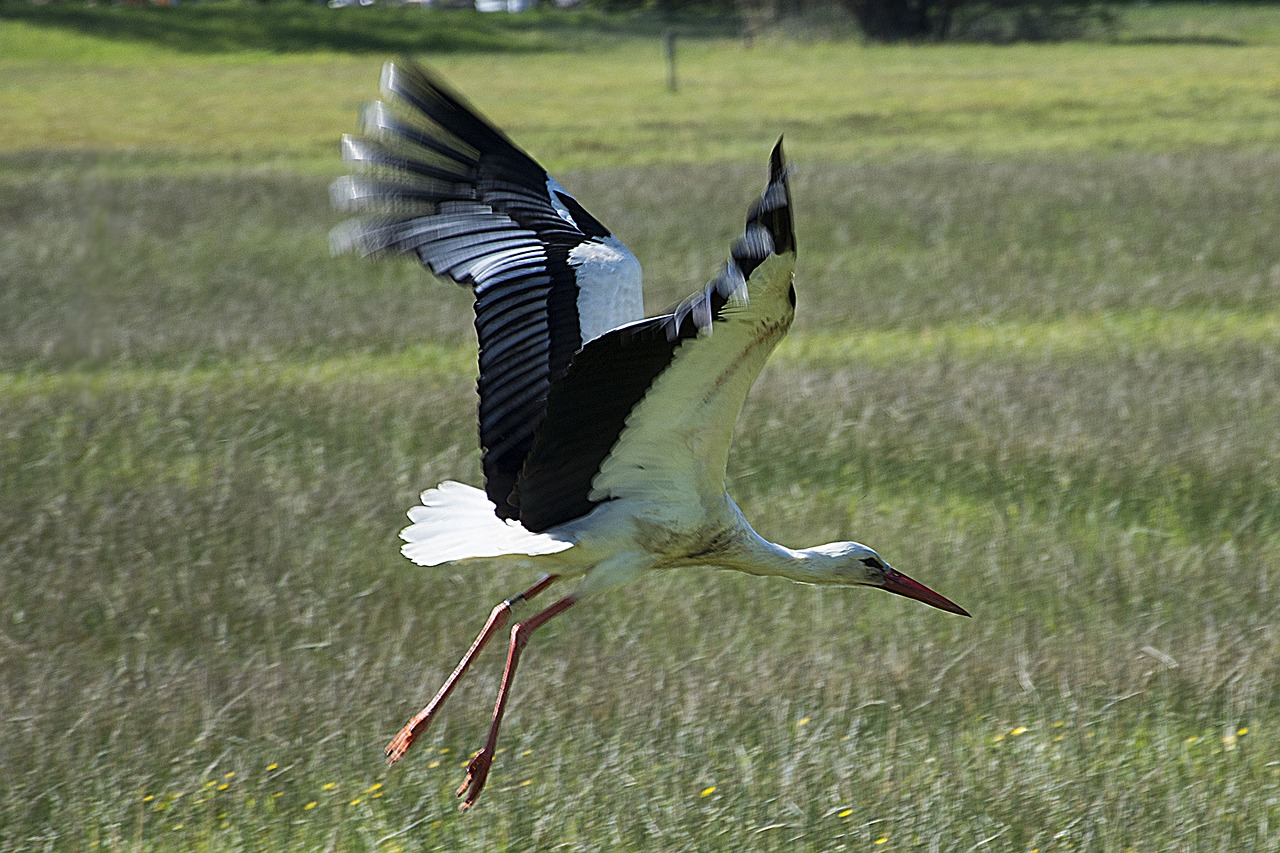 departure stork flight free photo