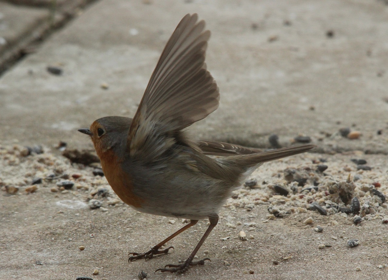 departure robin bird free photo