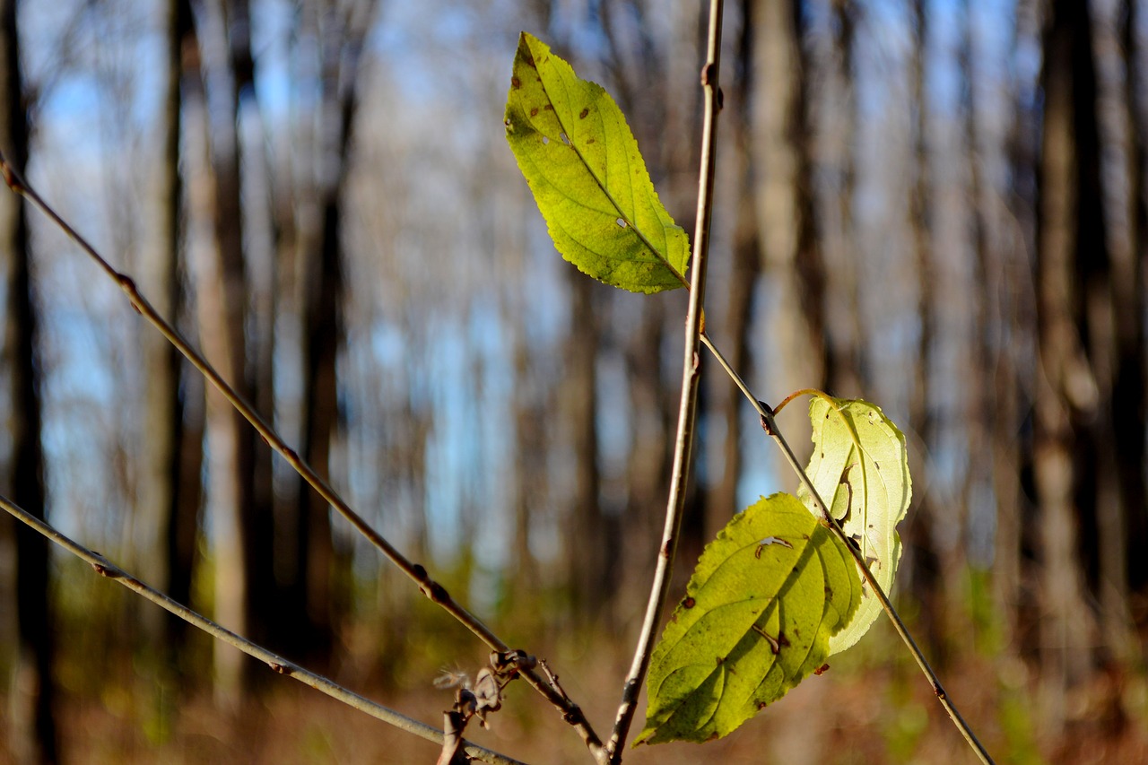 depth leaves nature free photo