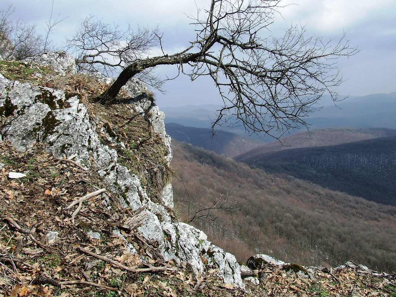 depth pes-stone beech mountain free photo