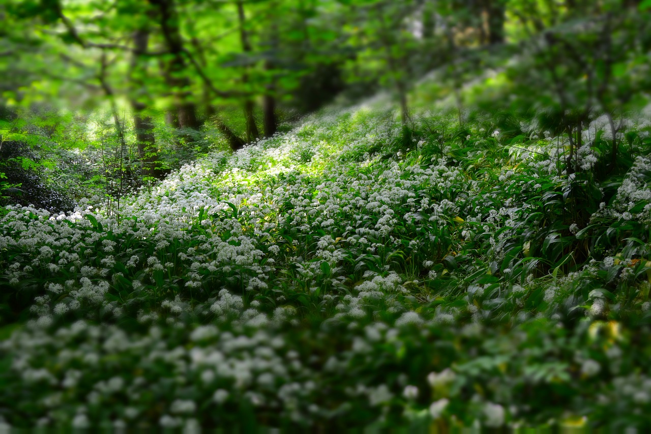 depth of field flora flowers free photo