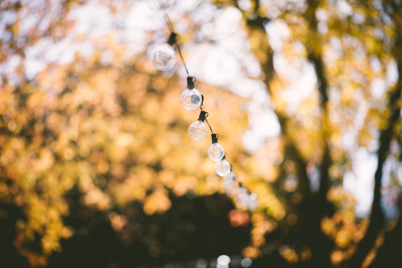 depth of field light bulbs string free photo