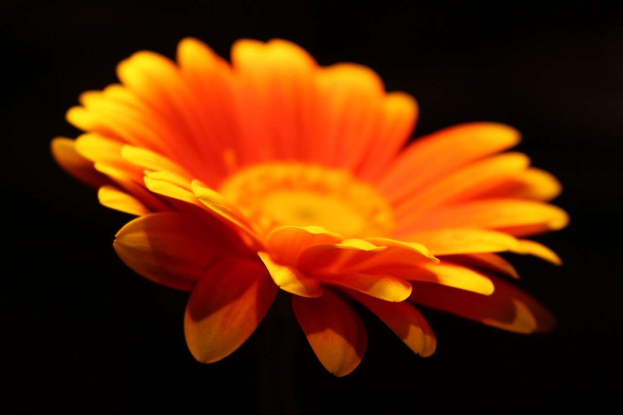depth of field orange flower free photo