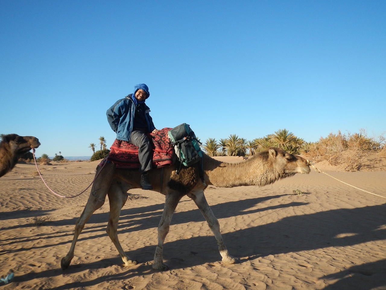 desert wüstentour camel free photo