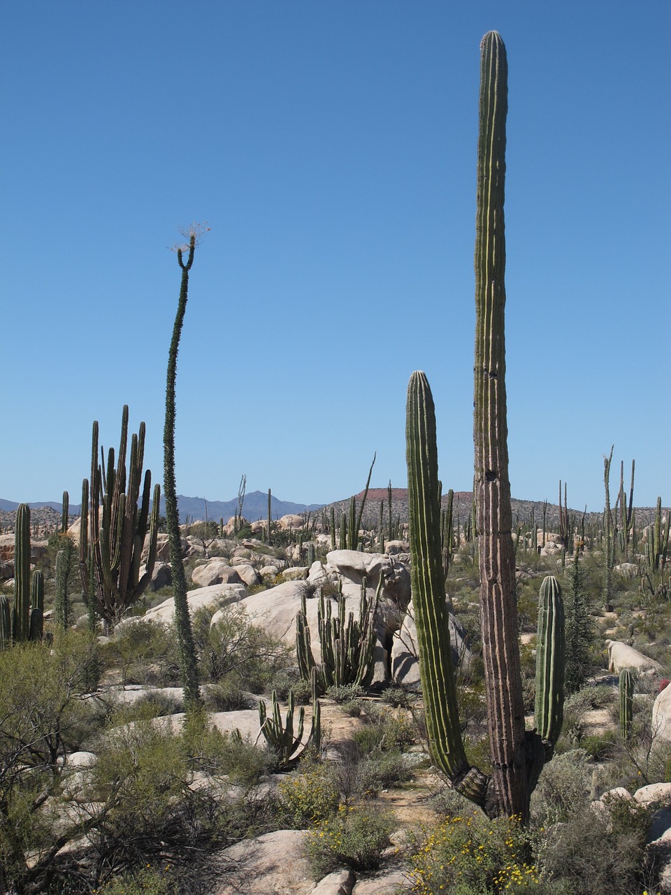desert california cactus free photo