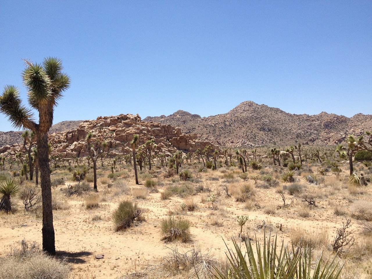 desert joshua tree outdoor free photo