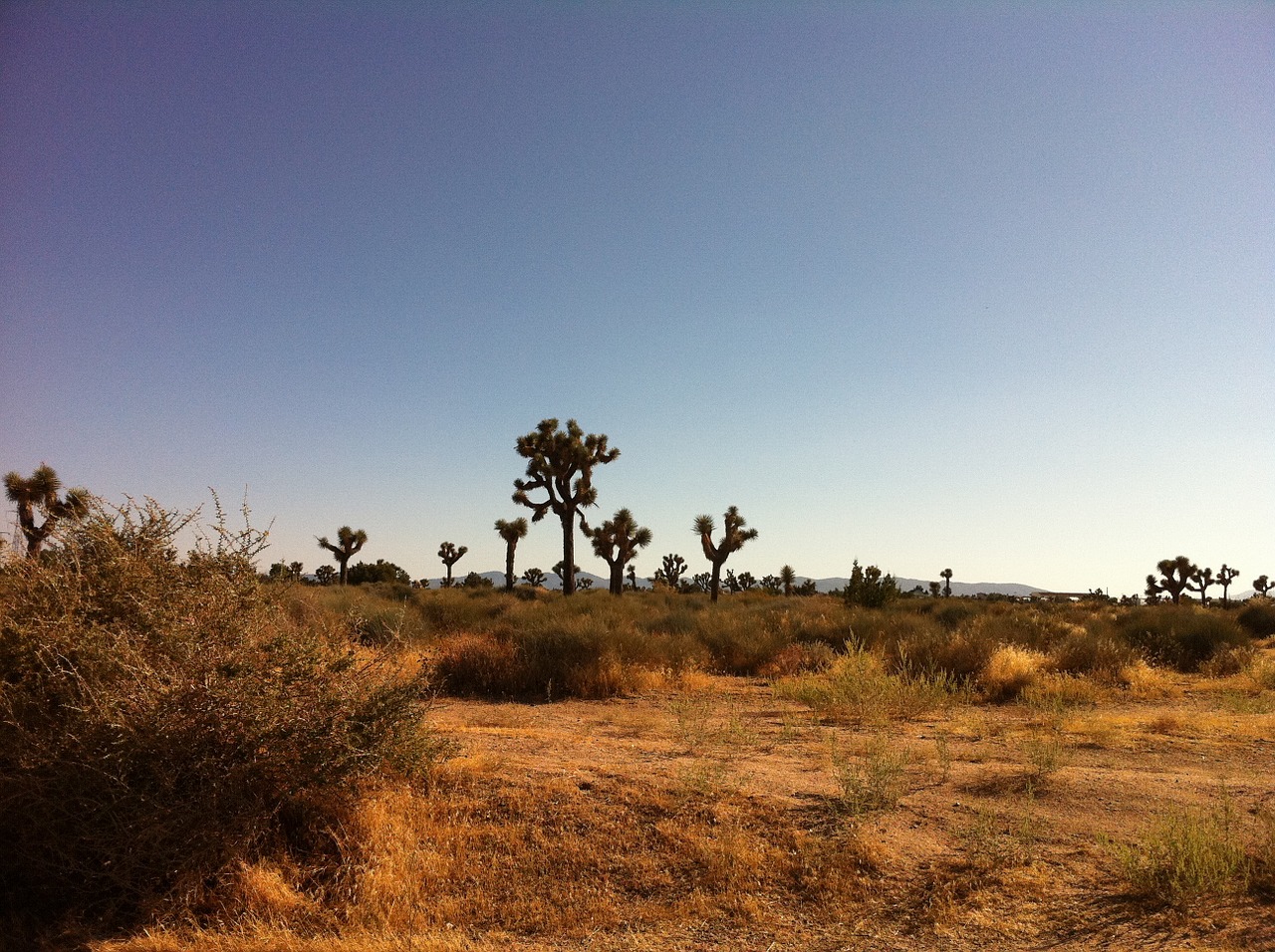desert arid la free photo