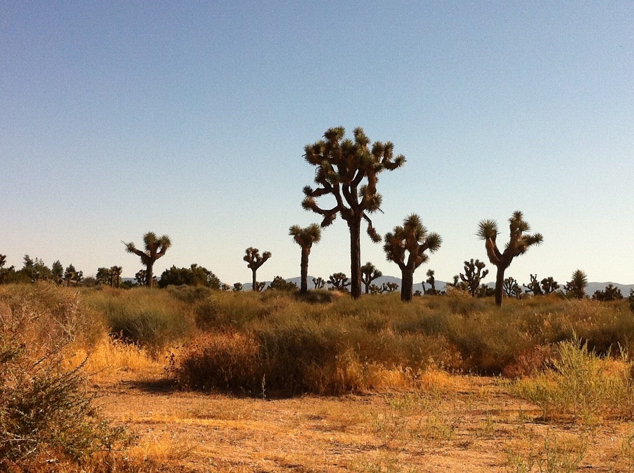 desert cactus landscape free photo