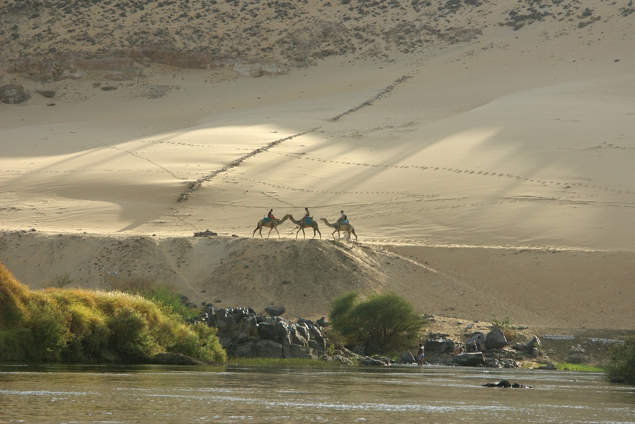 desert camels caravan free photo