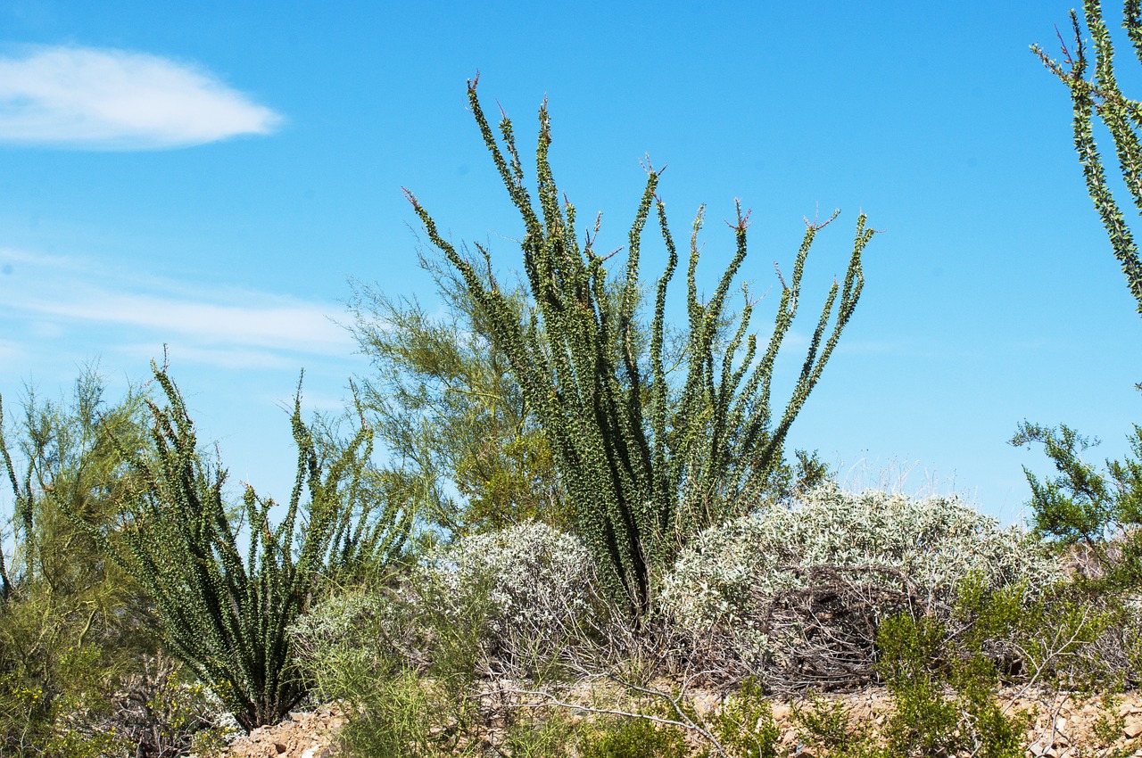 desert cholla arizona free photo