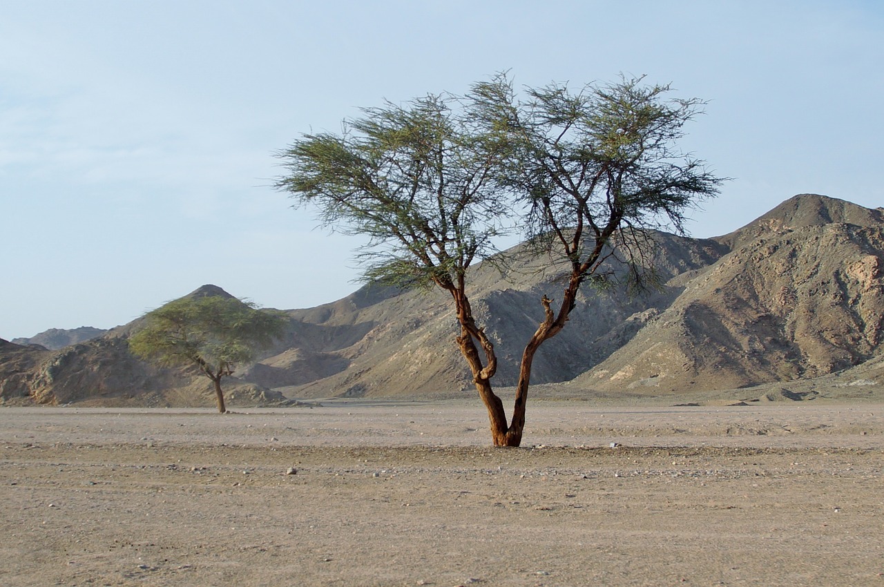 desert egypt sand free photo