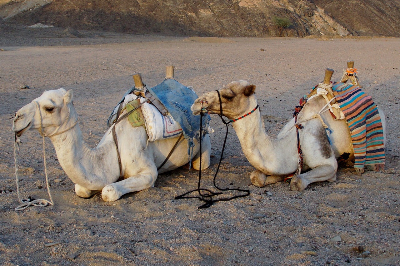 desert camel rest free photo