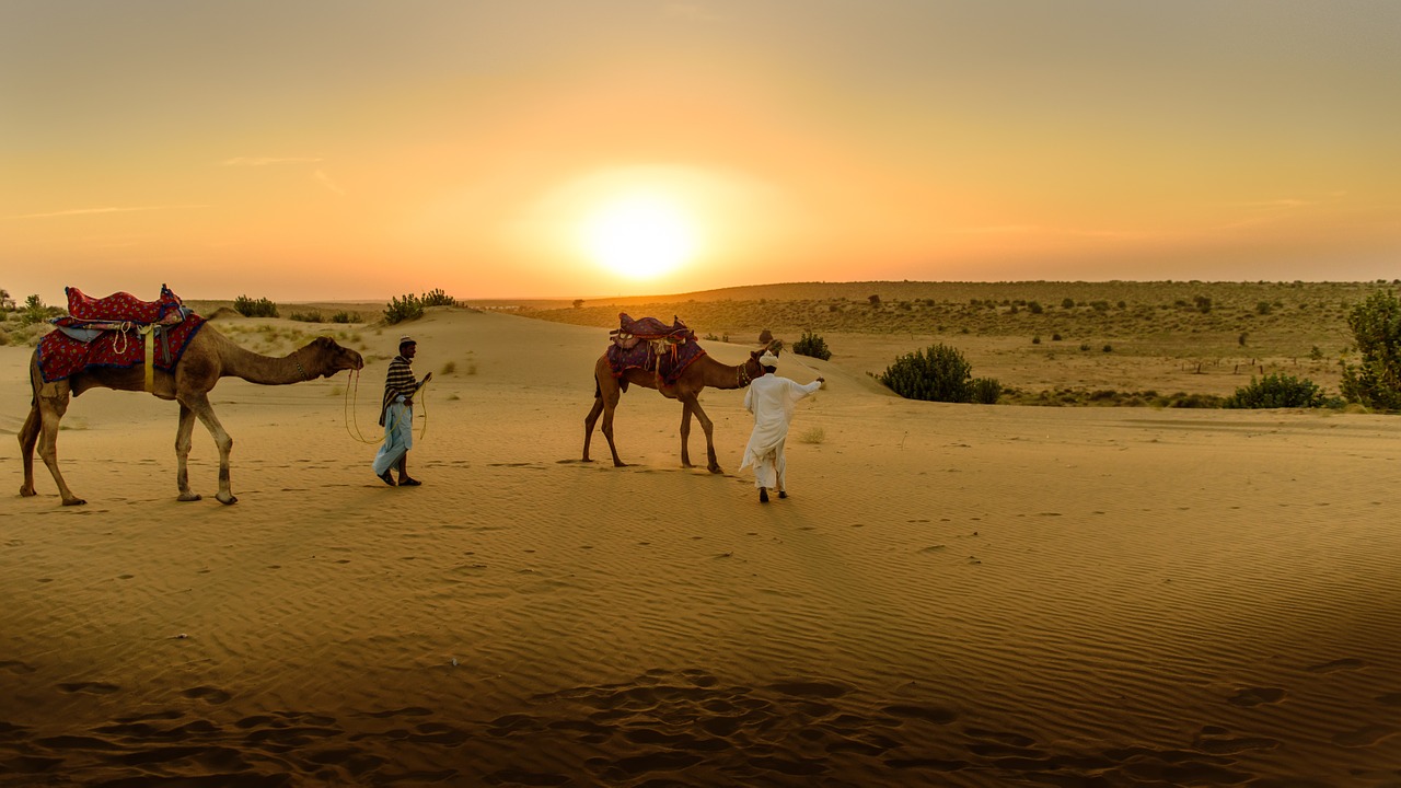 desert sand camel free photo