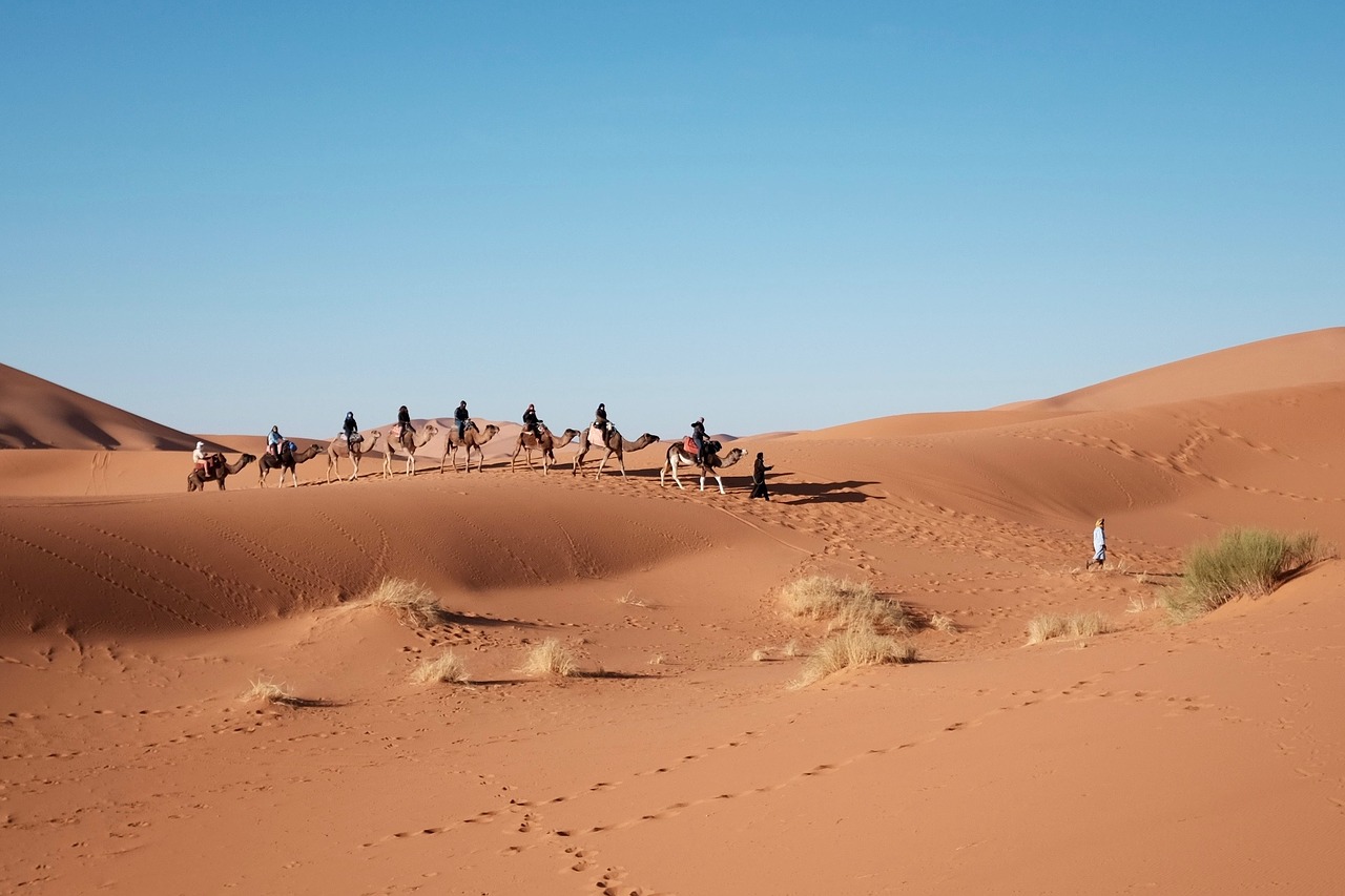 desert camels travel free photo