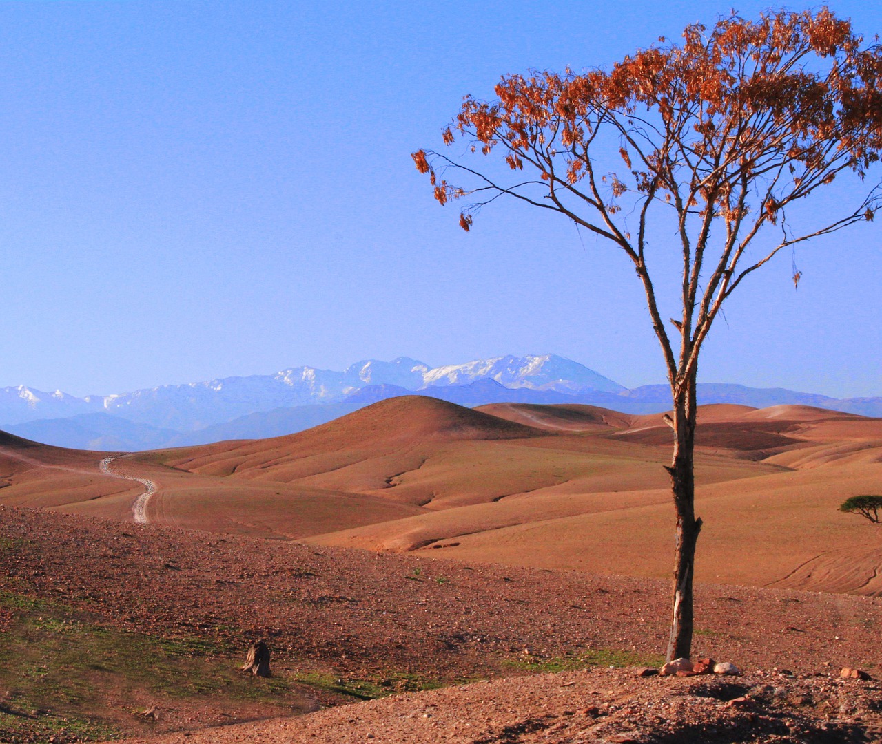 desert morocco tree free photo