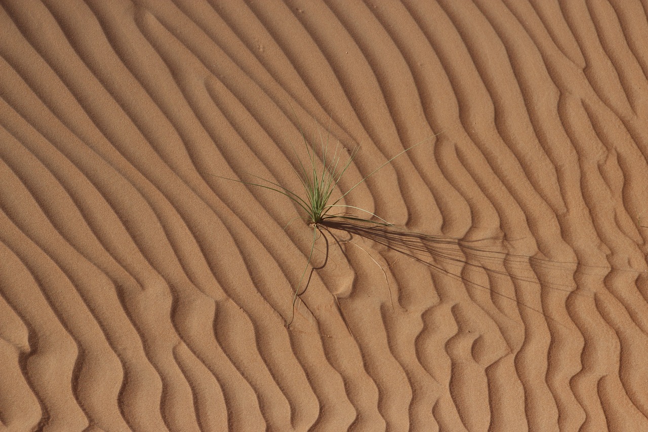 desert oman sand free photo