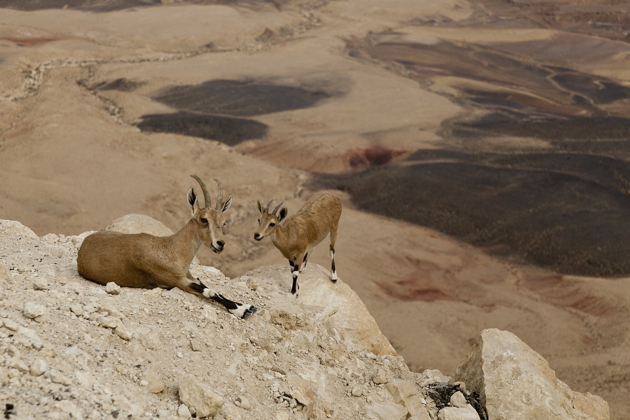 mountain goats desert crater free photo