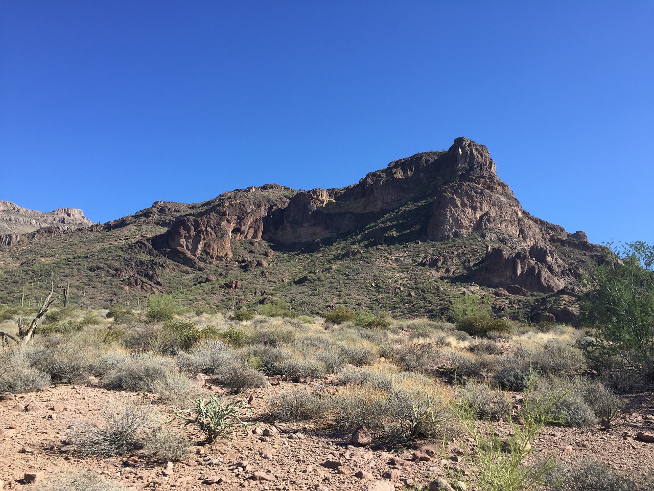 desert cactus arizona free photo