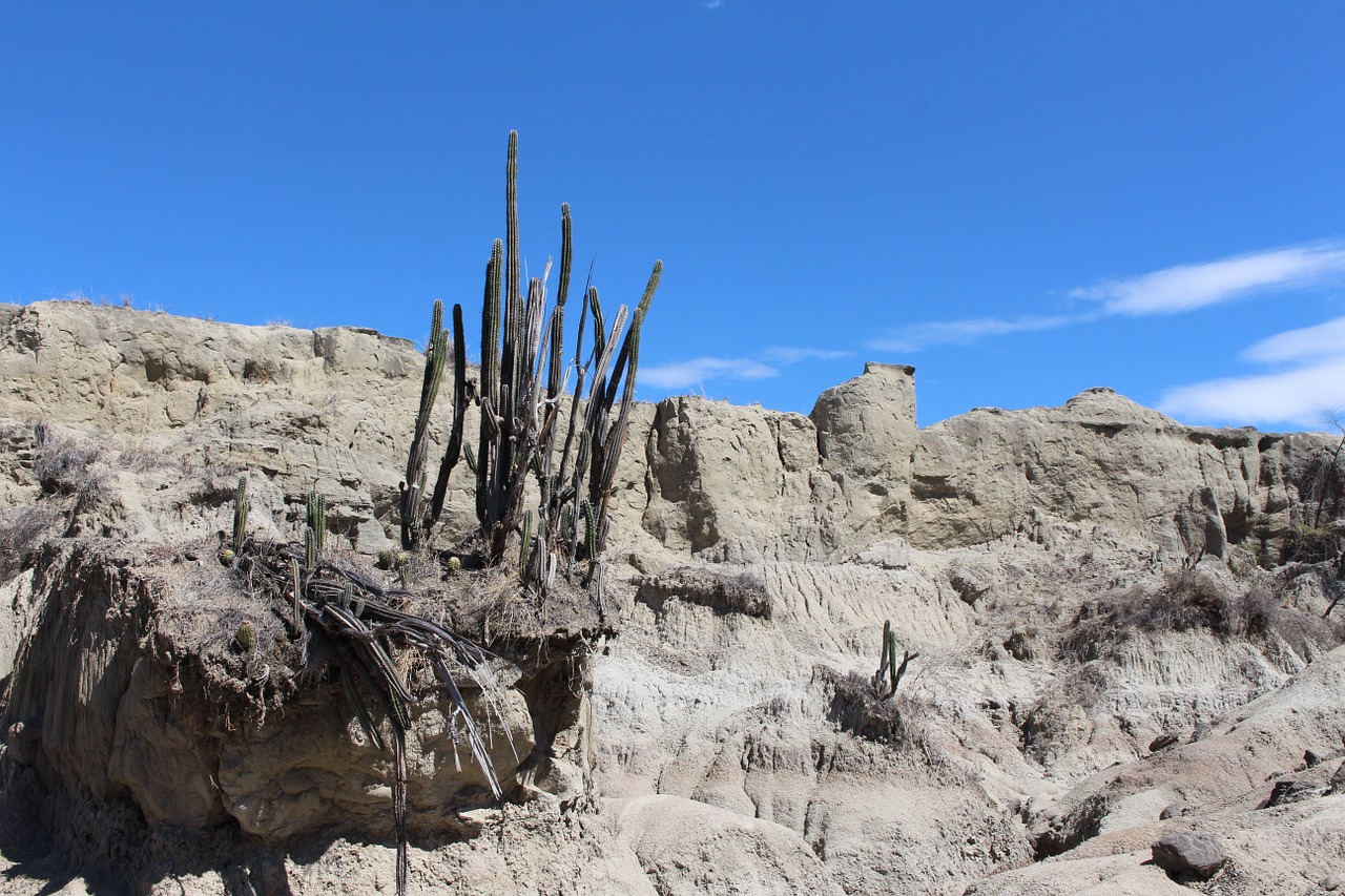 desert cactus nature free photo